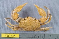 藏品(圓形鱗斑蟹)的圖片